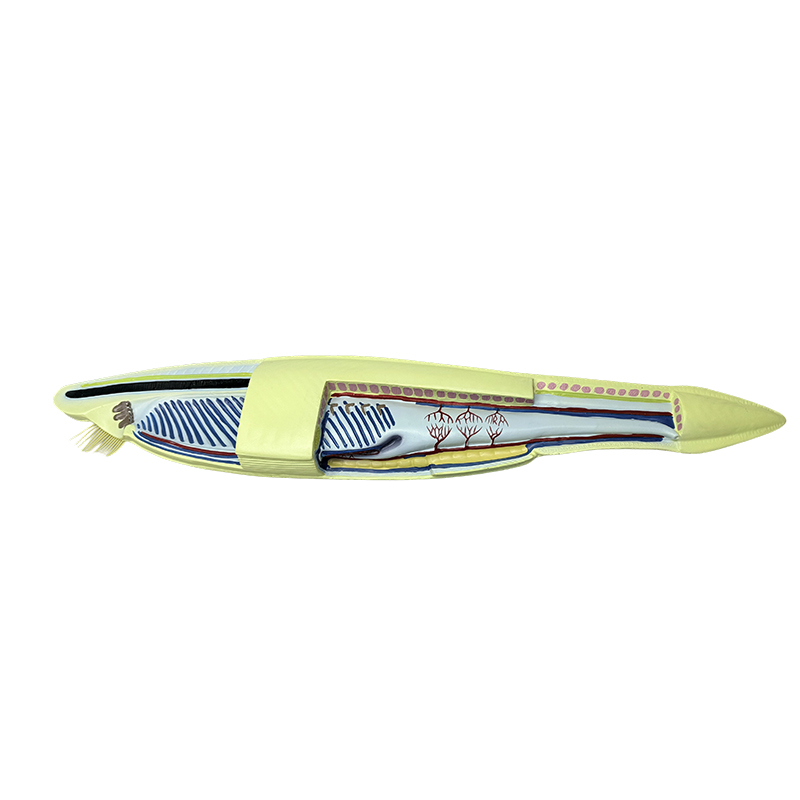 Пластическая модель Amphioxus model Fish для биологической модели