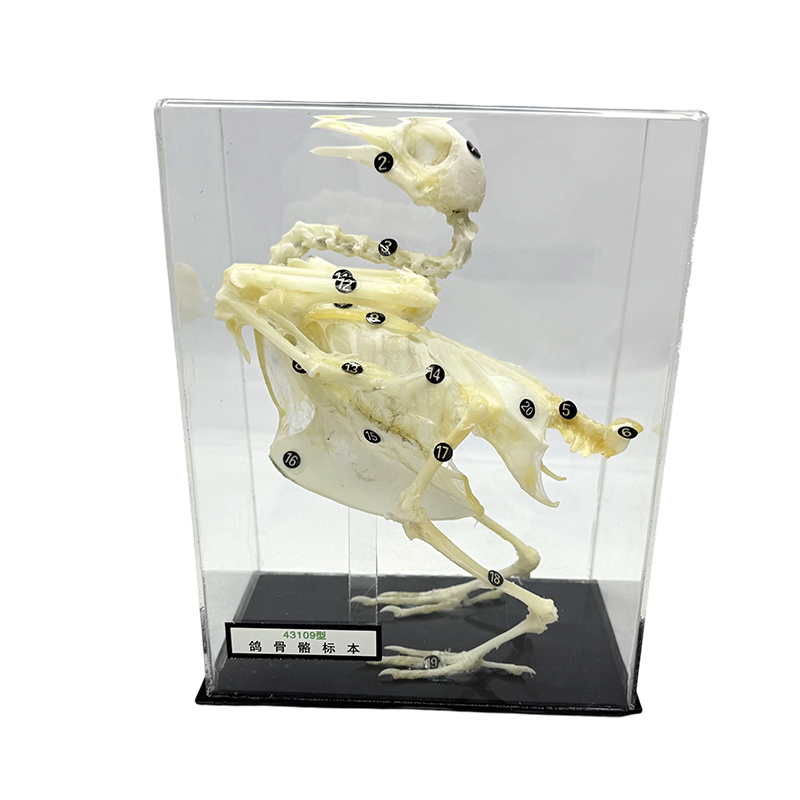 Экспериментальное исследование по обучению образцов скелета голубя