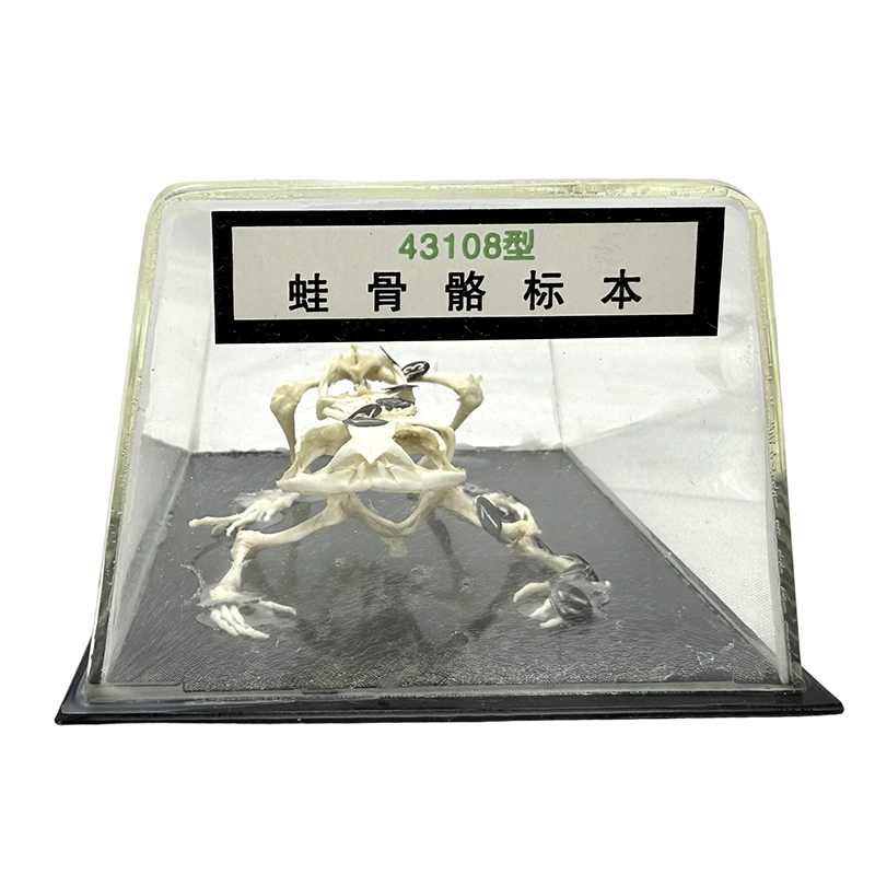 Инструмент обучения скелета скелета скелета скелета