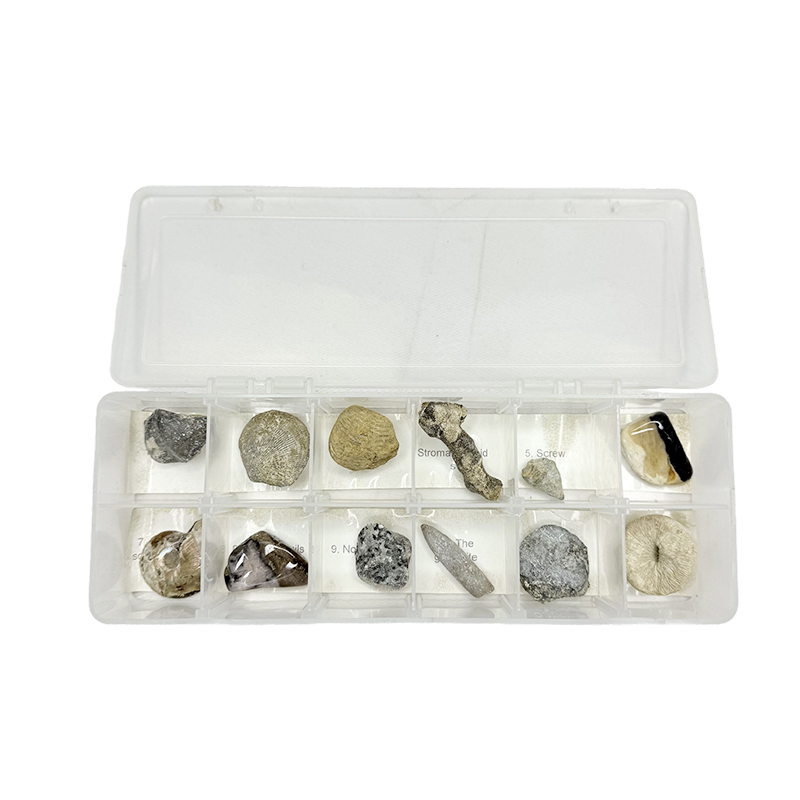 Ока в ископаемых образцах Ока в ископаемых образцах