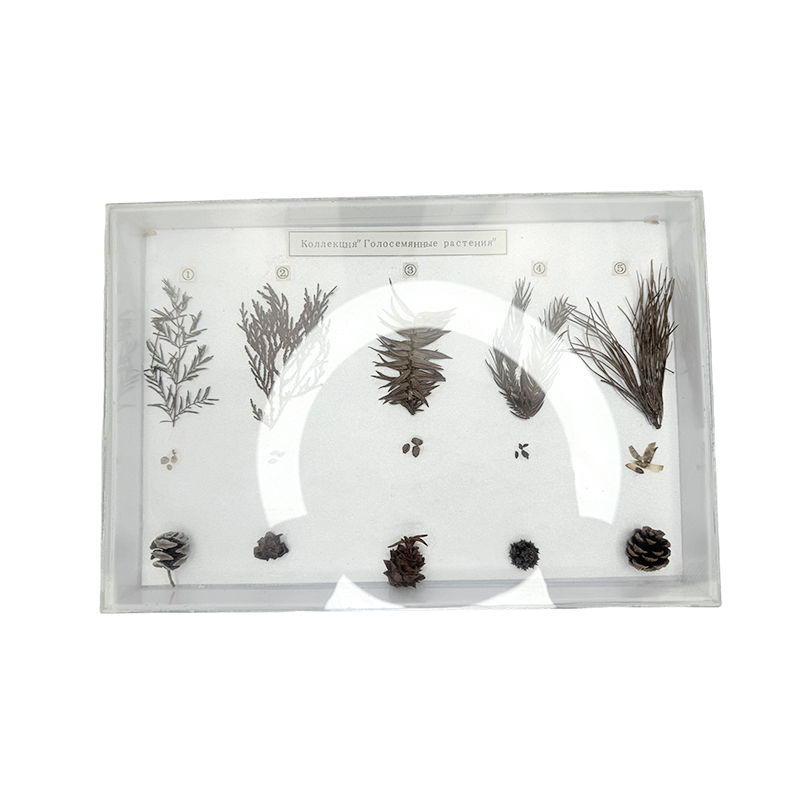 Образцы гимноспема Образцы гимноспема