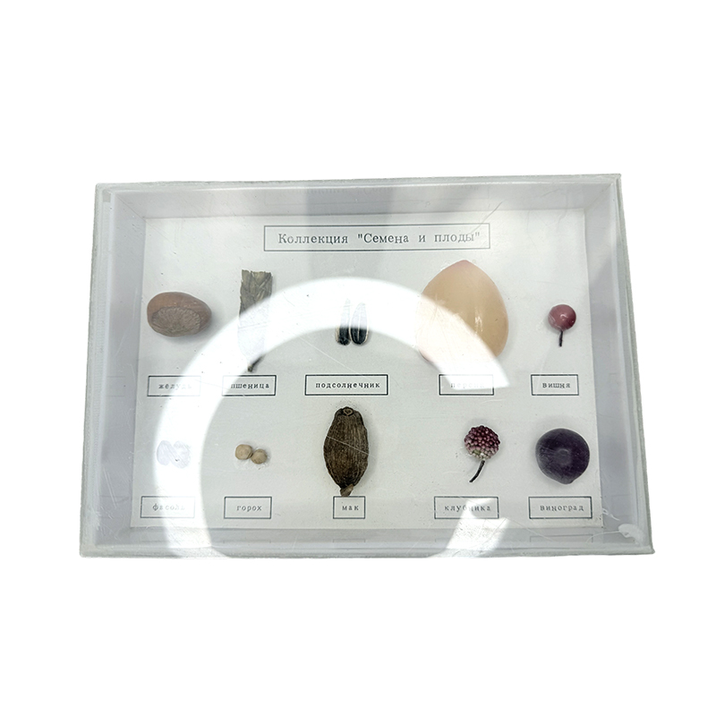 Образец образец класса класса класса школ и семян обучения обучению Образец образец класса класса класса школ и семян обучения обучению