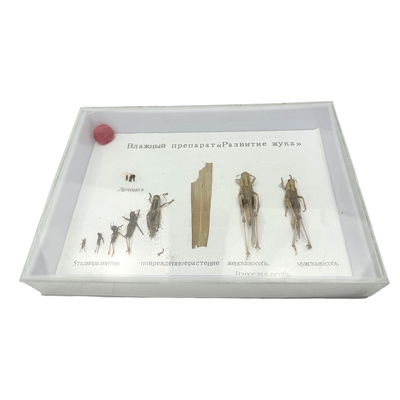 Применение кузнечика биологических образец учебных ресурсов в жизненном цикле Применение кузнечика биологических образец учебных ресурсов в жизненном цикле