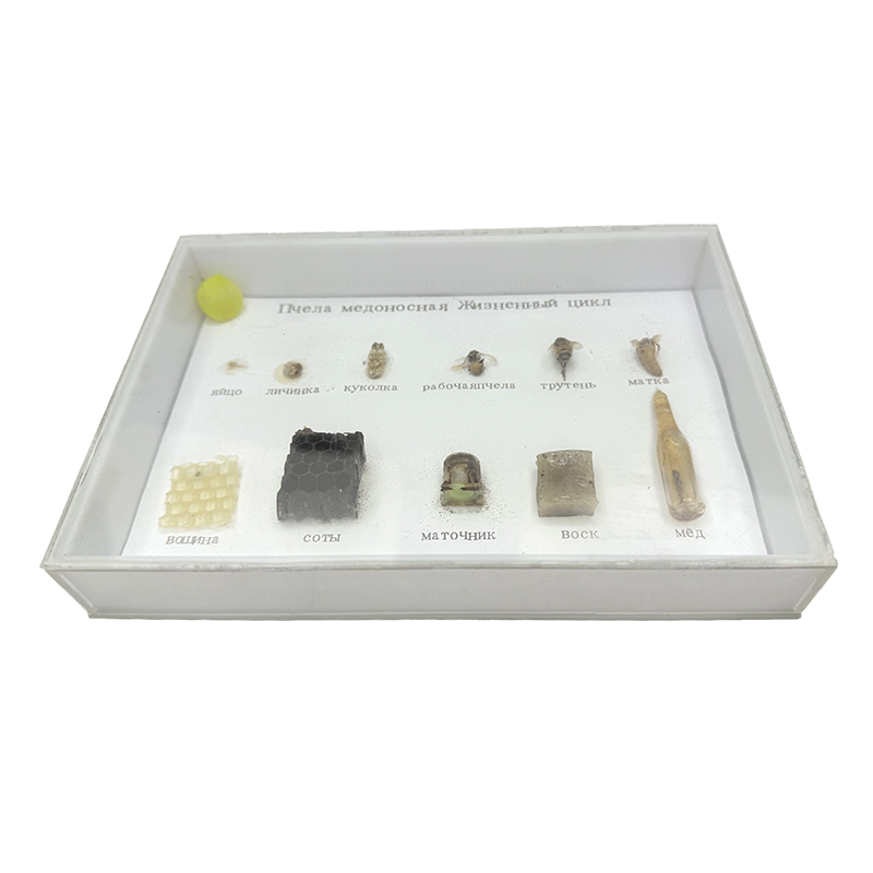Применение учебных ресурсов в жизненном цикле биологических образцов пчел Применение учебных ресурсов в жизненном цикле биологических образцов пчел