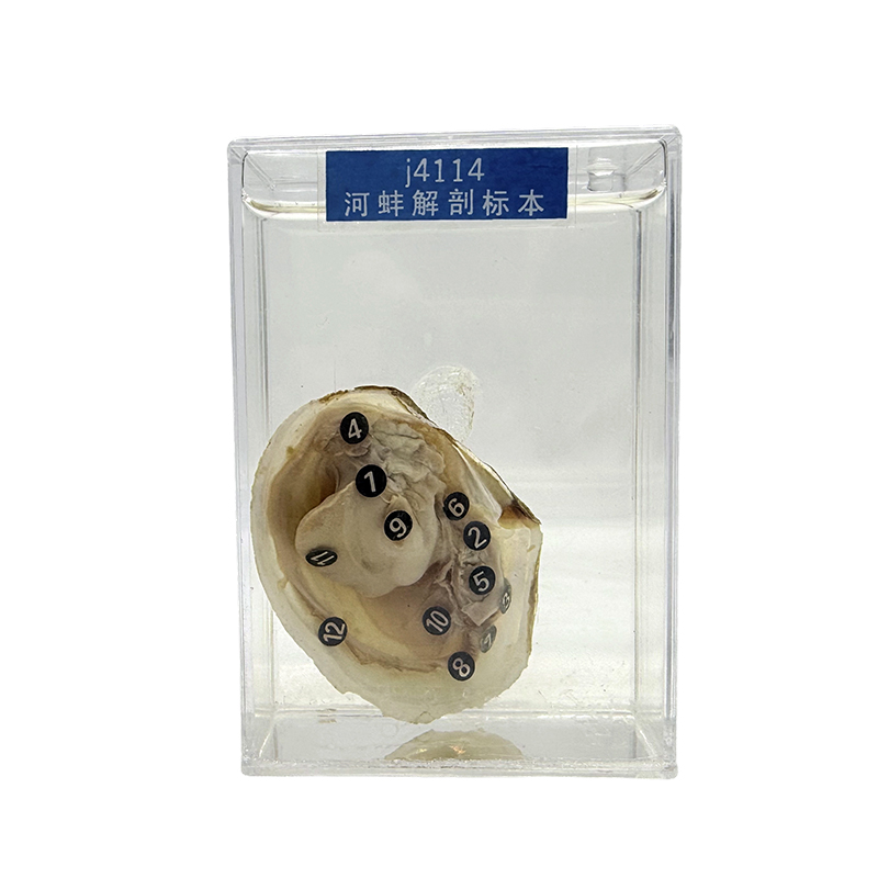 Прозрачные образцы животных, образцы морских моллюсков и образцы мидий Прозрачные образцы животных, образцы морских моллюсков и образцы мидий