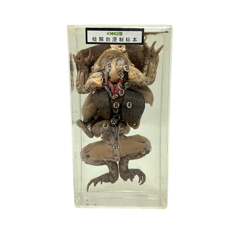 Анатомические образцы животных сохраняют природные организмы и используются для отображения анатомических образцов лягушек Анатомические образцы животных сохраняют природные организмы и используются для отображения анатомических образцов лягушек