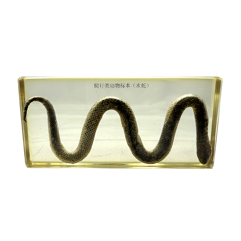 Биологические образцы водной змеи Биологические образцы водной змеи