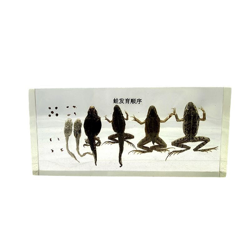 Образец развития лягушки, анатомия животных, биологический образец