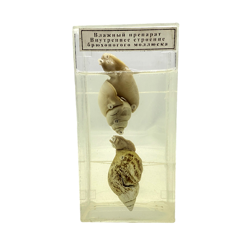 Образцы раковины для школьного использования