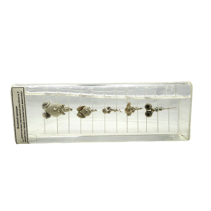 Образование образования биологии.