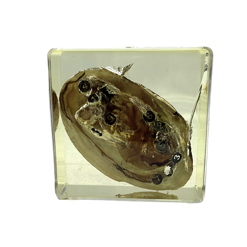 Применение образцов мидий в образовании и преподавании