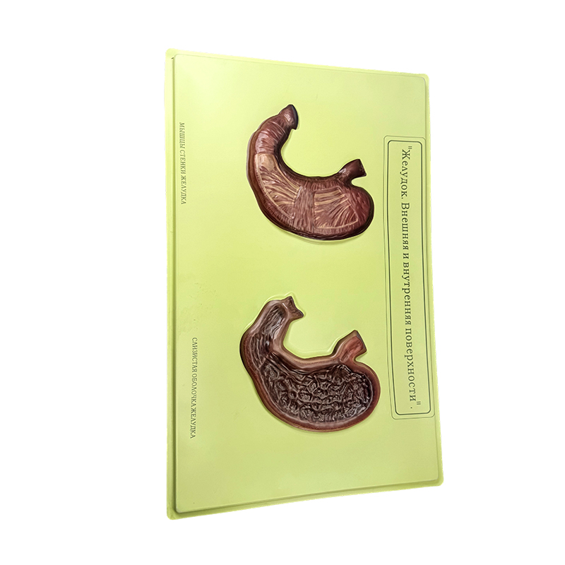 Модель рельефа желудка