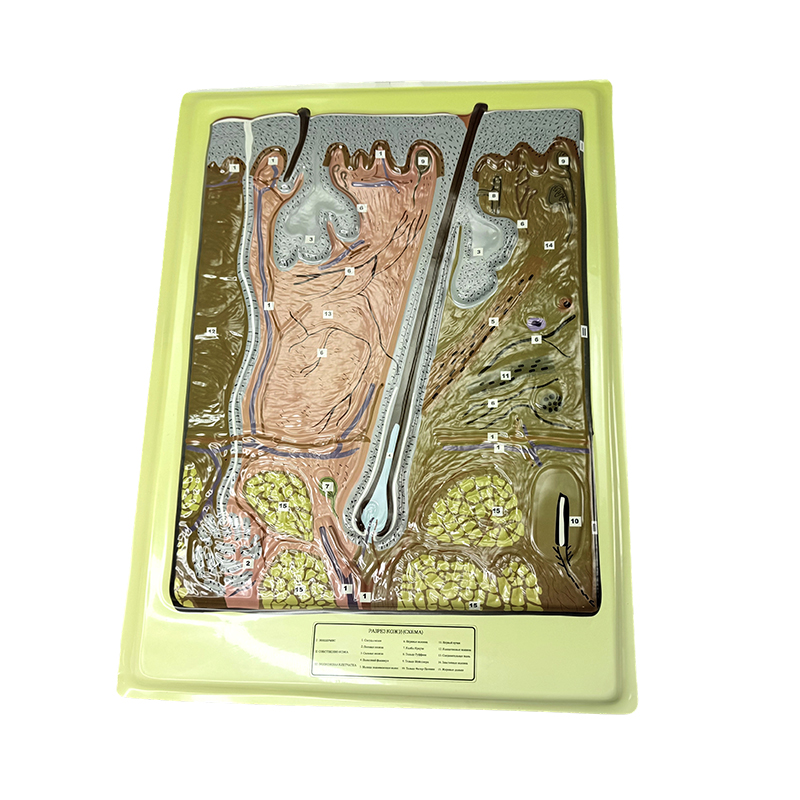 Модель облегчения кожи