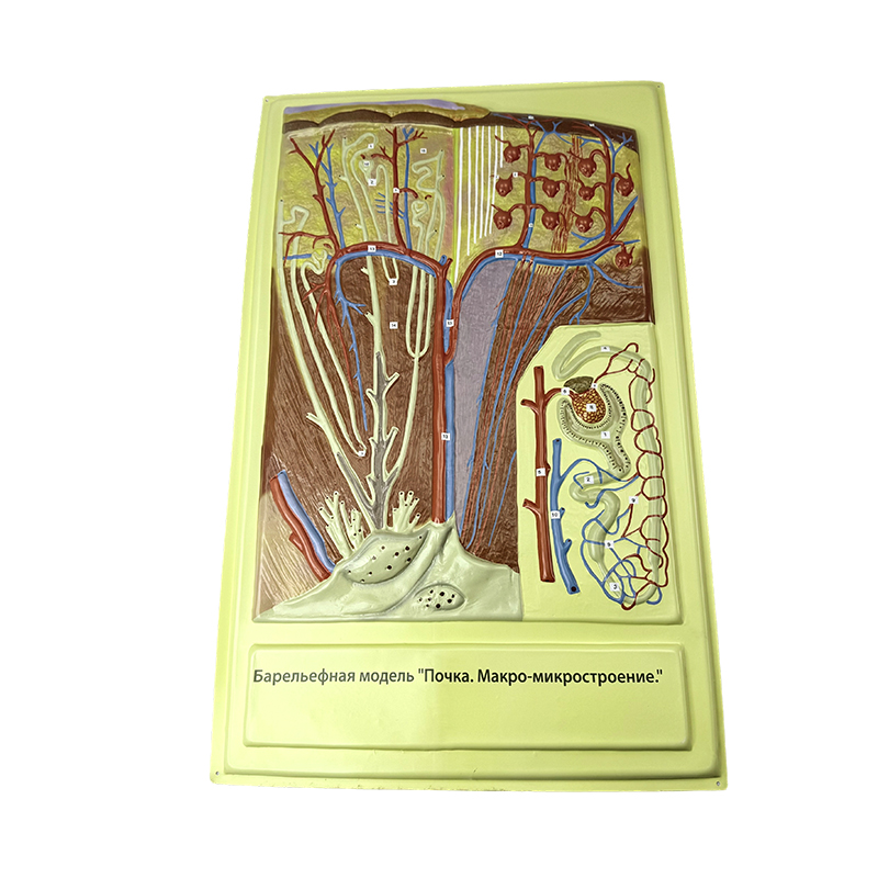 Модель рельефа кишечной ворсинки