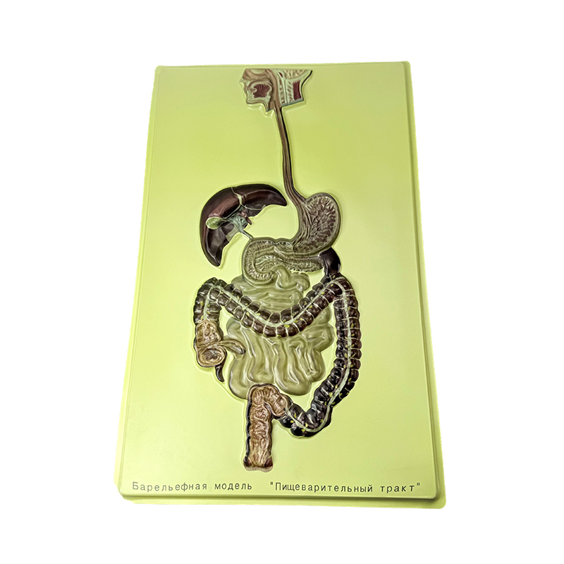 Модель помощи человеческой пищеварительной системе