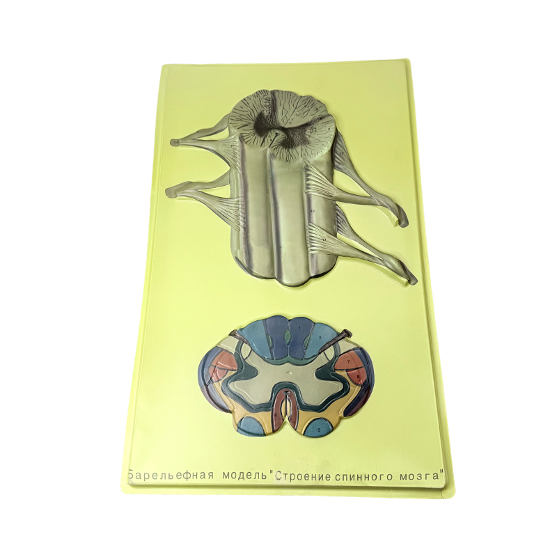 Модель рельефа конфигурации позвоночных