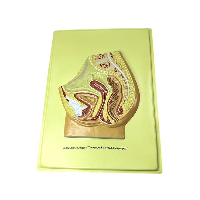 Модель рельефа женского таза