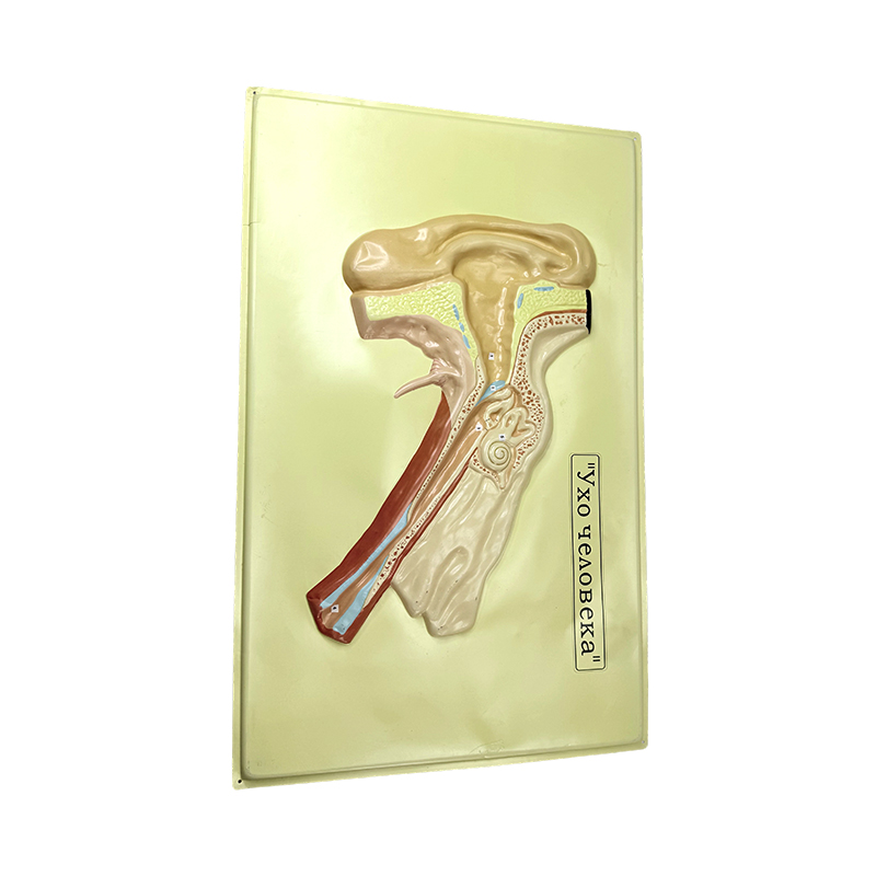 Модель помощи уха