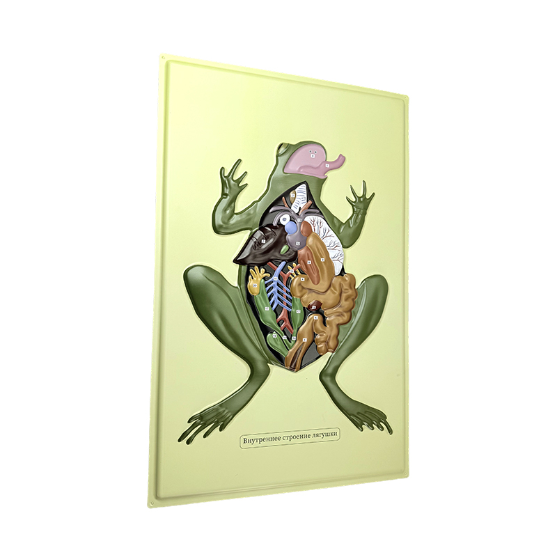 Модель рельефа лягушки Anat