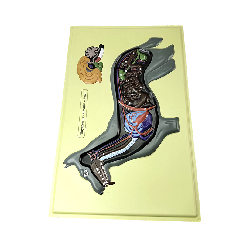 Модель помощи собаки