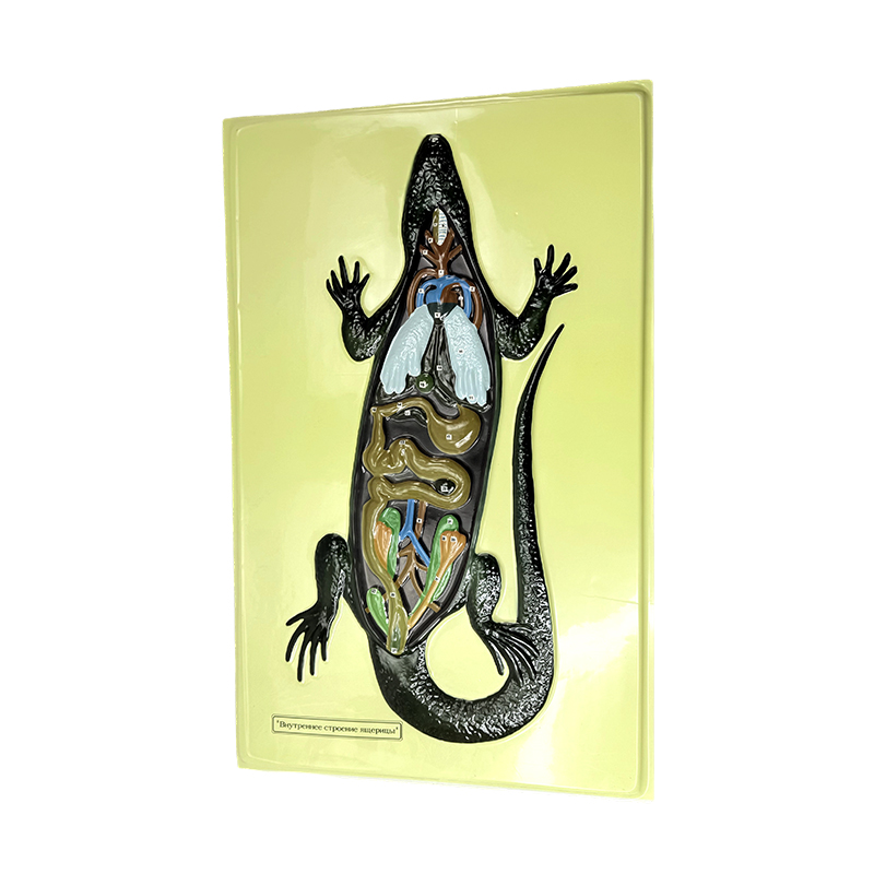 Модель рельефа ящерицы