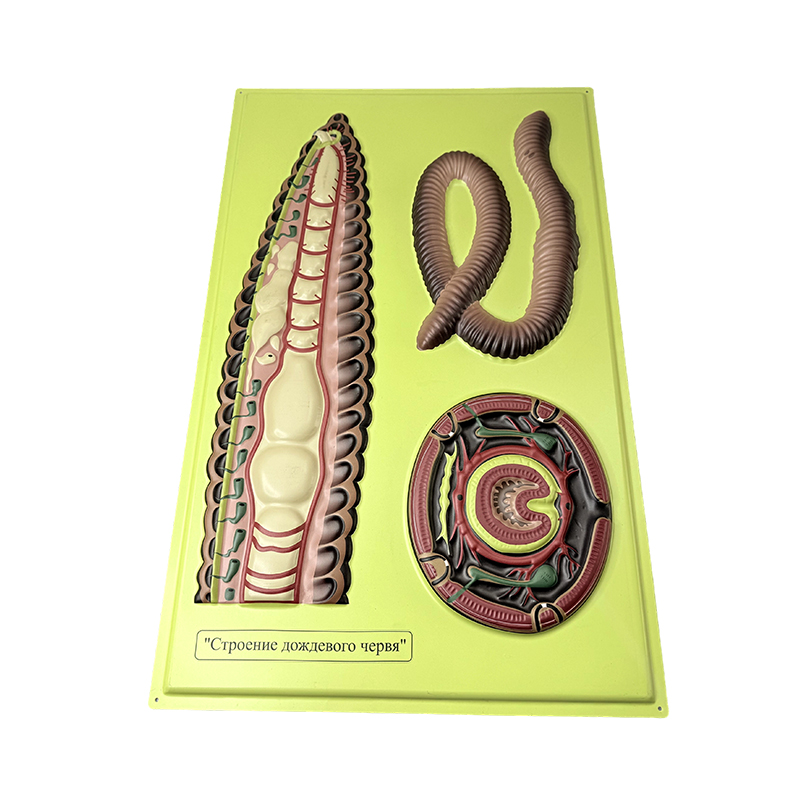 Модель помощи земной червя