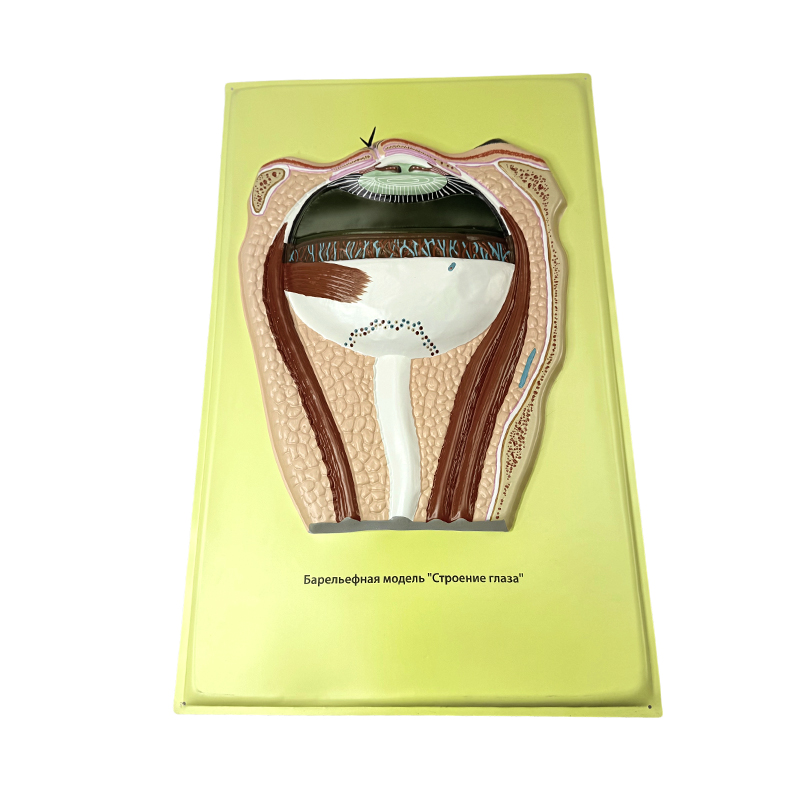 Модель рельефа глаз